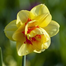 5035714014758 1 Daffodil Tahiti Bulbs.jpg
